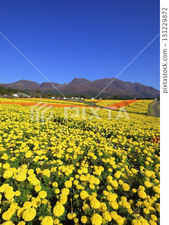 九重連山與萬壽菊田(竹田市九重町,縱向構圖) 九重連山與萬壽菊田(竹田市九重町,縱向構圖) 131229872