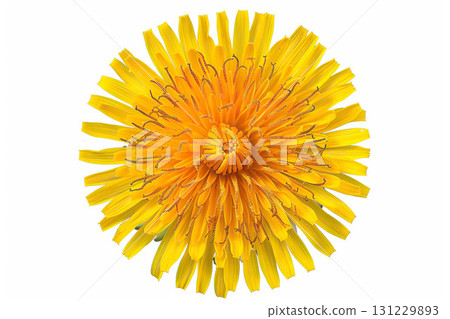 AI-generated item. Yellow dandelion flower isolated on white background. 131229893