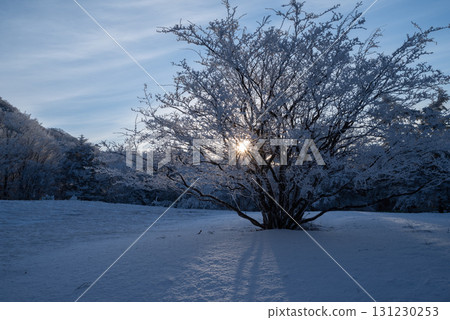 Winter scenery: frost and morning sun 131230253