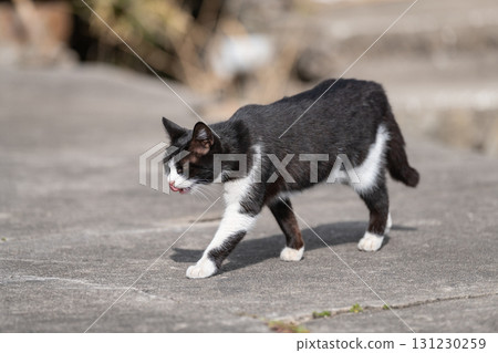 Walking cat black and white cat Walking cat black and white cat 131230259