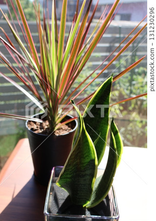 窗台上的龍血樹和虎尾蘭室內植物 窗台上的龍血樹和虎尾蘭室內植物 131230296