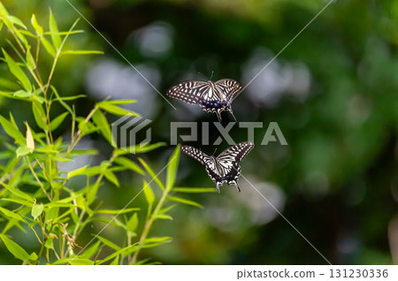 Two swallowtail butterflies flying in the air Two swallowtail butterflies flying in the air 131230336