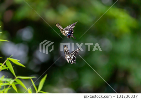 Two swallowtail butterflies flying in the air 131230337