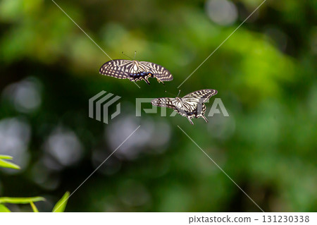 Two swallowtail butterflies flying in the air Two swallowtail butterflies flying in the air 131230338