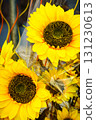 Decorative yellow flowers of sunflower. 131230613