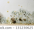 Mould and fungus growth on white wall 131230625