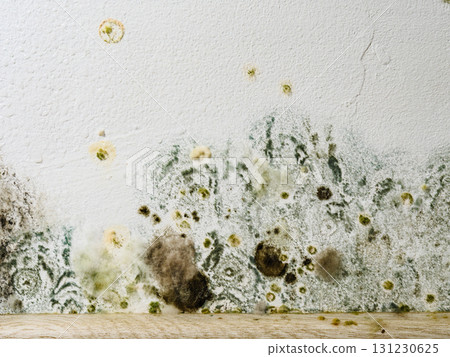 Mould and fungus growth on white wall 131230625