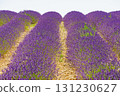 Lavender fields in bloom in Provence 131230627
