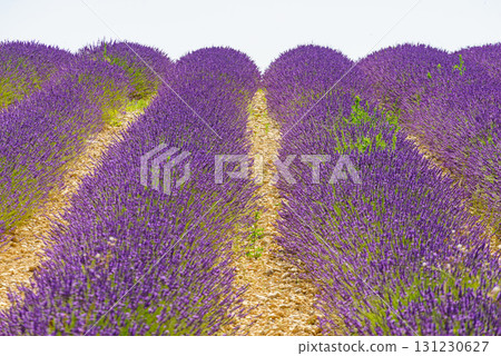 Lavender fields in bloom in Provence 131230627
