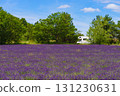 Lavender field and caravan camping in distance, Provence France 131230631