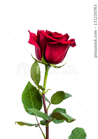 Red Rose isolated on white background. 131230763