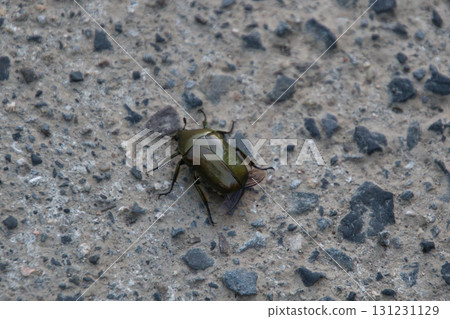 宮崎縣高千穗市的聖甲蟲 131231129