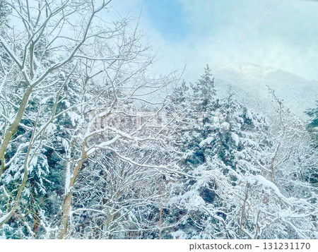 Snow-piled trees Snow-piled trees 131231170