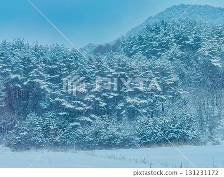 冬季森林 冬季森林 131231172