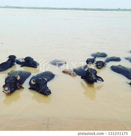 Cows swimming in the Ganges Cows swimming in the Ganges 131231175