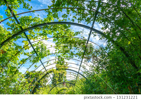 Green garden tunnel, natural archway and path 131231221