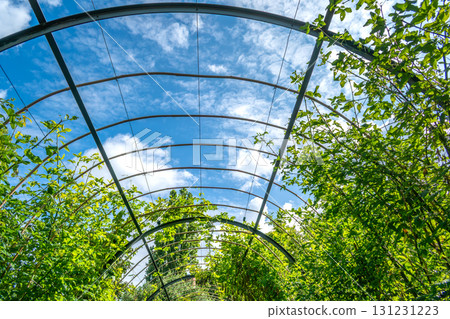 Green garden tunnel, natural archway and path Green garden tunnel, natural archway and path 131231223
