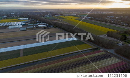 Aerial view of tulip fields at sunset, striped in purple, pink, yellow, white, and green, with nearby houses, solar paneled roofs, and a golden horizon glowing above the wooded edge. 131231306