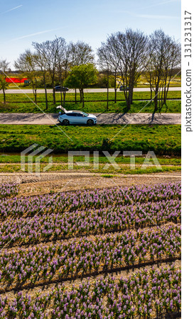 Rows of purple flowers, a parked white SUV on a dirt road, leafless spring trees, and a highway with a red yellow truck beneath a clear blue sky. 131231317