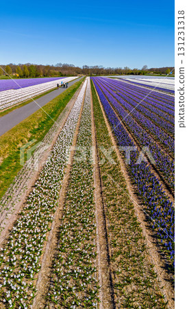 Expansive flower fields in vibrant purple, white, and pink, arranged in long rows beside a paved path with people, framed by trees under a clear blue sky. Expansive flower fields in vibrant purple, white, and pink, arranged in long rows beside a paved path with people, framed by trees under a clear blue sky. 131231318
