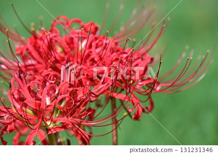Red amaryllis blooming in autumn field 131231346