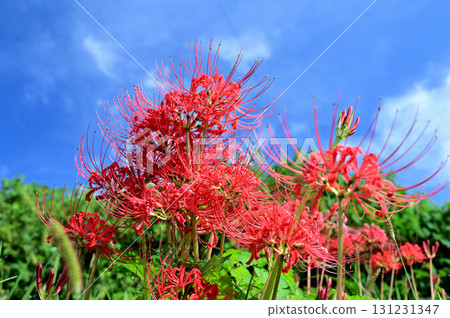 秋天,紅蜘蛛百合在藍天的襯托下熠熠生輝 秋天,紅蜘蛛百合在藍天的襯托下熠熠生輝 131231347