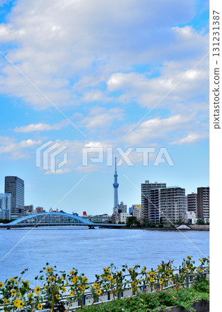 從中央橋看東京隅田川永代大橋和晴空塔 從中央橋看東京隅田川永代大橋和晴空塔 131231387