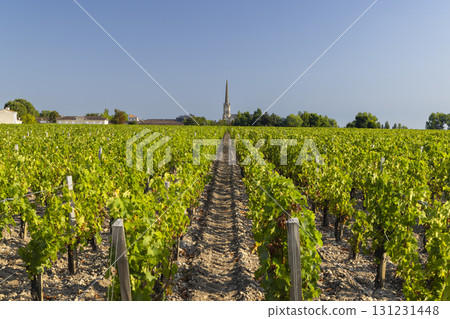 Lush vineyard rows leading to Saint Julien Beychevelle church in Nouvelle Aquitaine, France 131231448