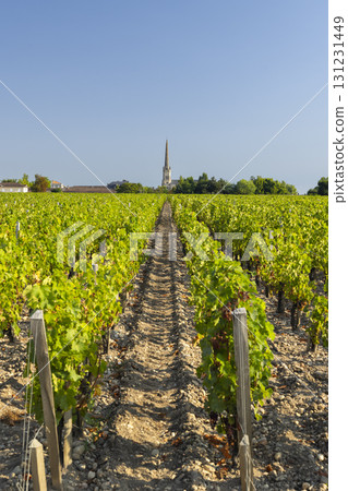 Lush vineyard rows leading to Saint Julien Beychevelle church in Nouvelle Aquitaine, France Lush vineyard rows leading to Saint Julien Beychevelle church in Nouvelle Aquitaine, France 131231449
