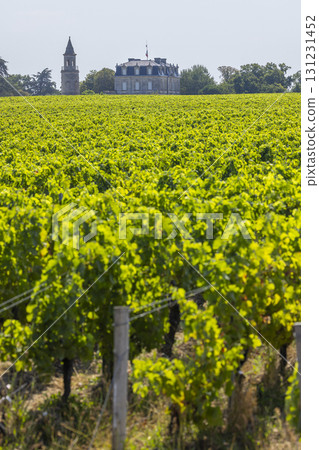 Typical vineyards near Chateau la Tour de By, Bordeaux, Aquitaine, France Typical vineyards near Chateau la Tour de By, Bordeaux, Aquitaine, France 131231452