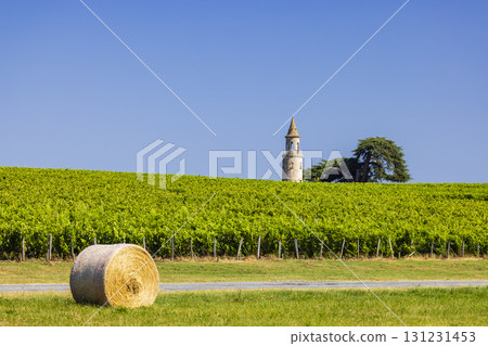Typical vineyards near Chateau la Tour de By, Bordeaux, Aquitaine, France 131231453
