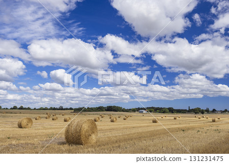 field with hay bales in the Loire region, France field with hay bales in the Loire region, France 131231475