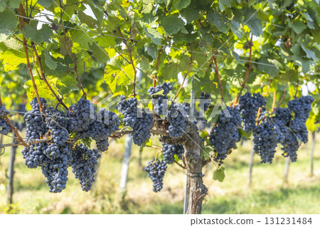 Vineyard with Zweigeltrebe (Zweigeltrebe Blau), Lower Austria, Austria Vineyard with Zweigeltrebe (Zweigeltrebe Blau), Lower Austria, Austria 131231484