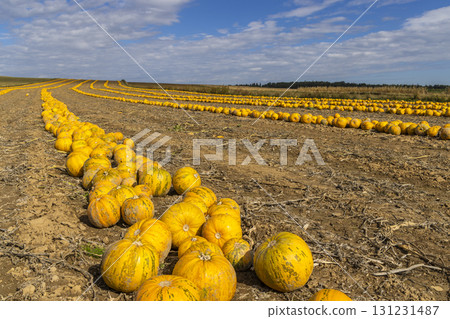 Pumpkin harvest in autumn time, Lower Austria, Austria 131231487