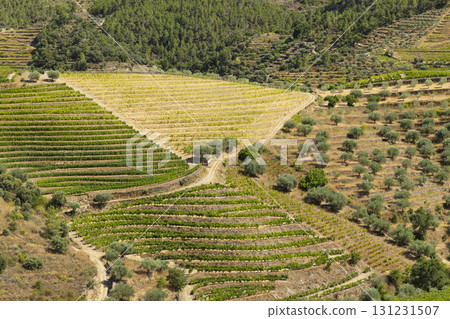 Typical vineyard near Tua, Alto Douro, Portugal Typical vineyard near Tua, Alto Douro, Portugal 131231507
