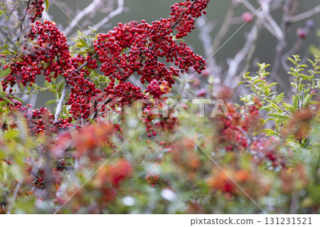 Cotoneaster Dammeri plant in autumn Cotoneaster Dammeri plant in autumn 131231521