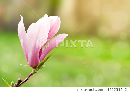 magnolia flower in the garden on a blurry background, Spring, bloom 131231542