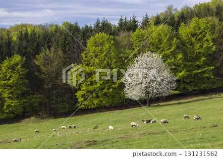Sheep and goat herd in Polana mountains, Slovakia 131231562