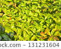 Parthenocissus quinquefolia, commonly known as Virginia creeper, woodbine, five-leaf ivy, or five-fingered ivy, is a species of flowering vine in the family Vitaceae. Rich green background. This 131231604