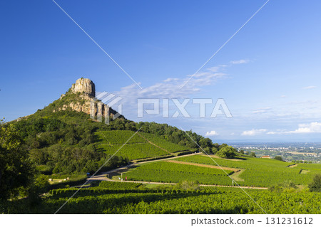 Rock of Solutre with vineyards, Burgundy, Solutre-Pouilly, France 131231612