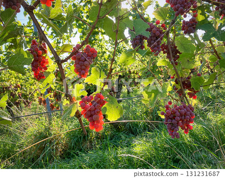 Golden Grapes Across Alsace Vineyards Golden Grapes Across Alsace Vineyards 131231687