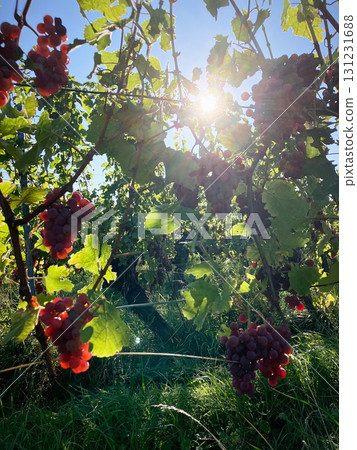 Golden Grapes Across Alsace Vineyards Golden Grapes Across Alsace Vineyards 131231688