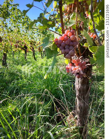 Golden Grapes Across Alsace Vineyards Golden Grapes Across Alsace Vineyards 131231696