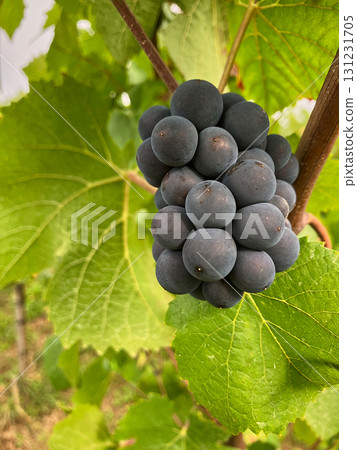 Golden Grapes Across Alsace Vineyards 131231705