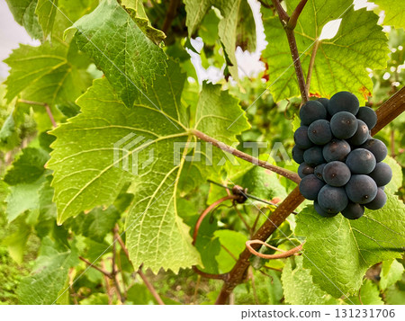 Golden Grapes Across Alsace Vineyards 131231706