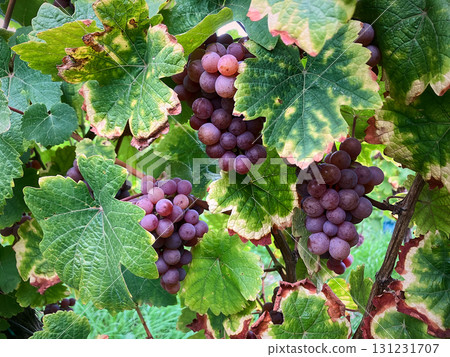 Golden Grapes Across Alsace Vineyards 131231707