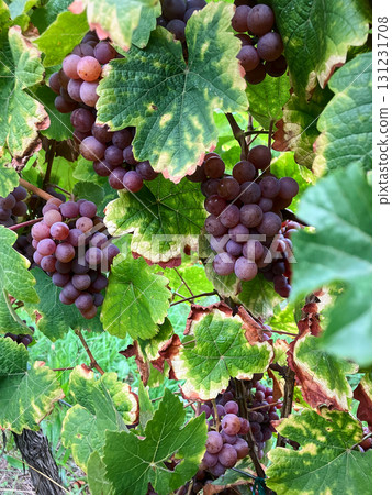 Golden Grapes Across Alsace Vineyards Golden Grapes Across Alsace Vineyards 131231708