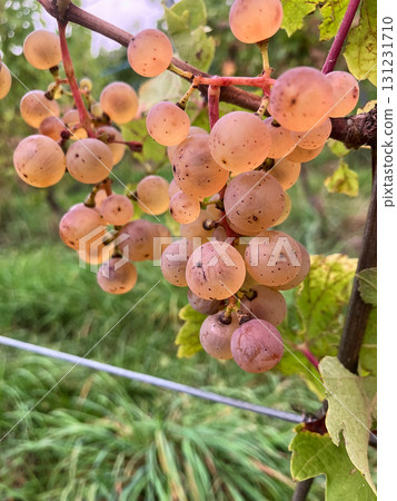 Golden Grapes Across Alsace Vineyards Golden Grapes Across Alsace Vineyards 131231710