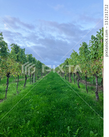 Golden Grapes Across Alsace Vineyards Golden Grapes Across Alsace Vineyards 131231712
