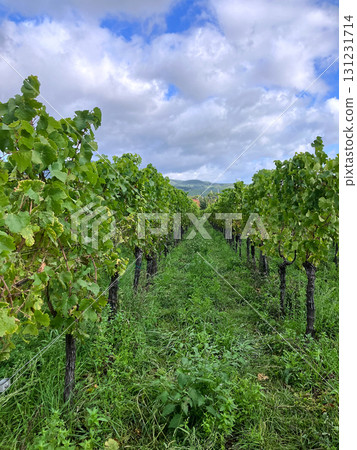 Golden Grapes Across Alsace Vineyards 131231714